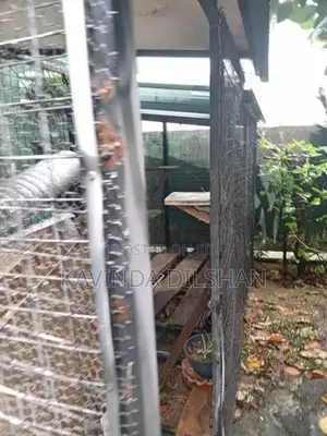 Cat Cage Ro Dog