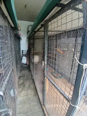 Cat Cage Ro Dog