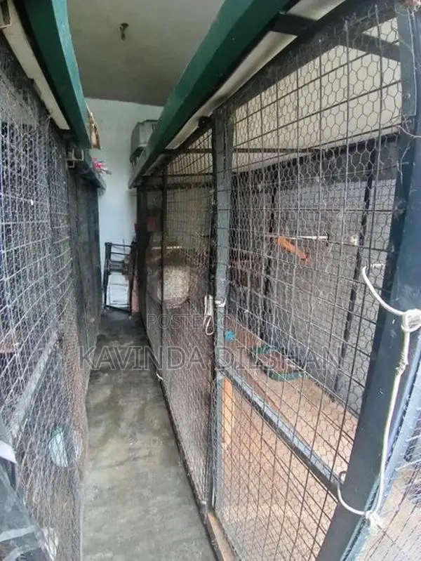 Cat Cage Ro Dog