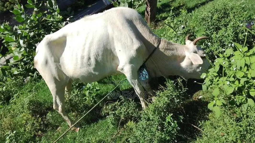 Cow