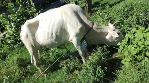 Cow