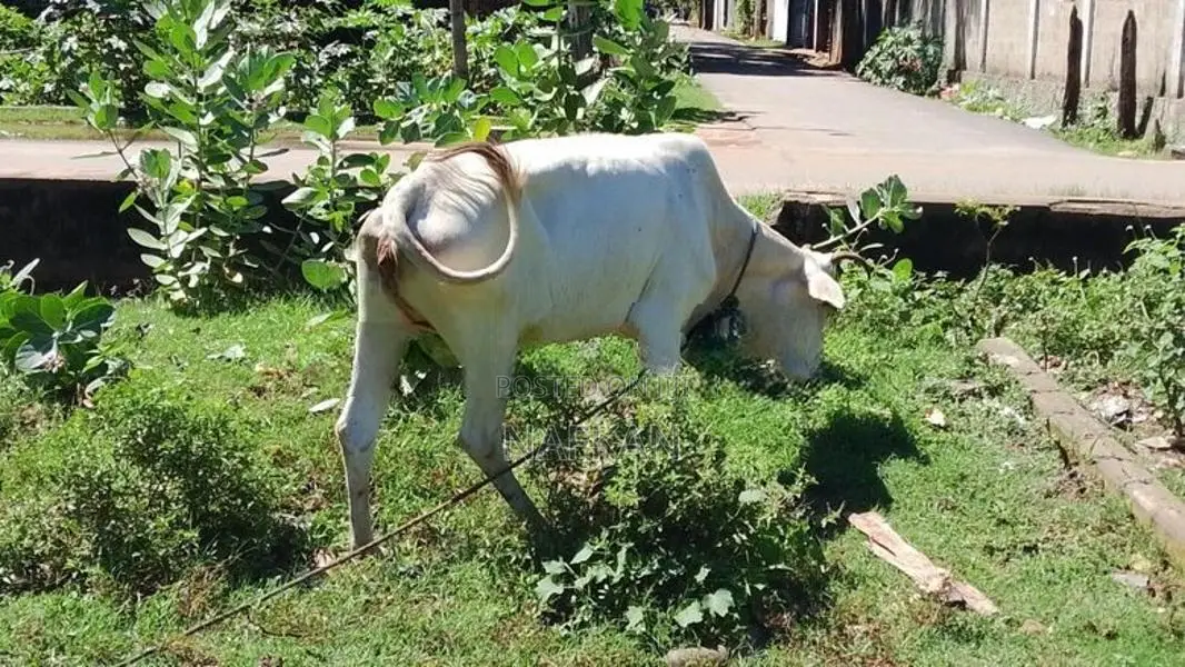 Cow