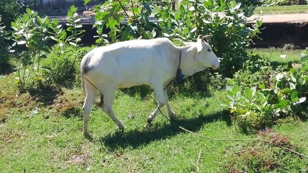 Cow