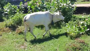 Cow