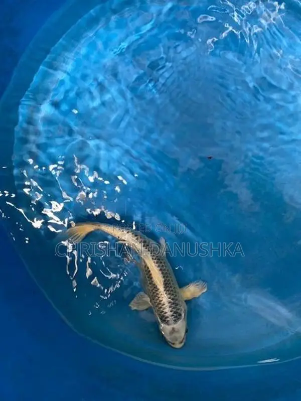 Japan Koi