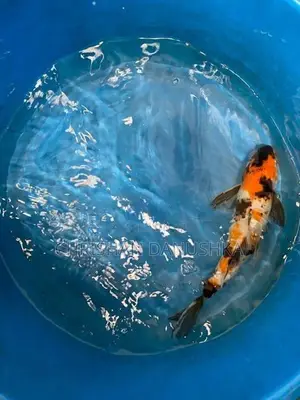 Japan Koi