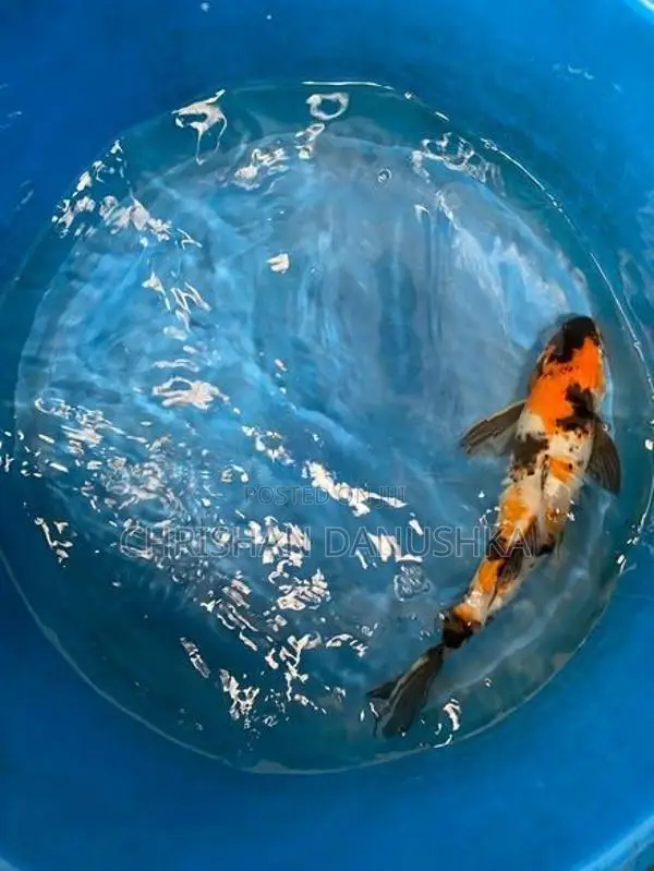 Japan Koi