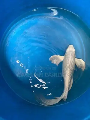 Japan Koi