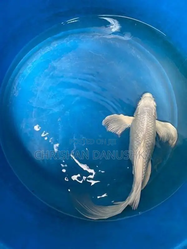 Japan Koi