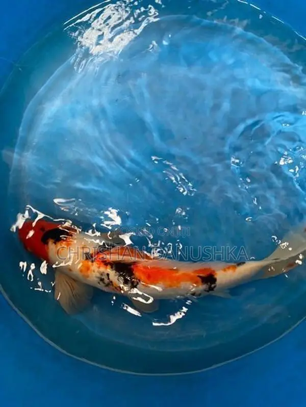 Japan Koi
