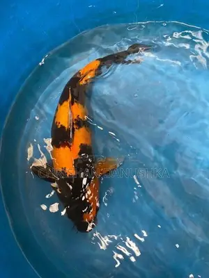 Japan Koi