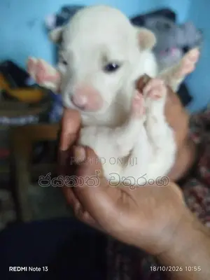 පොමරෙනියන්