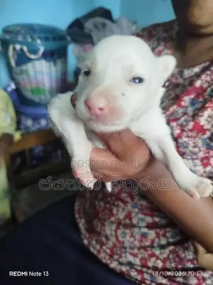 පොමරෙනියන්
