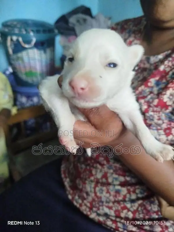 පොමරෙනියන්