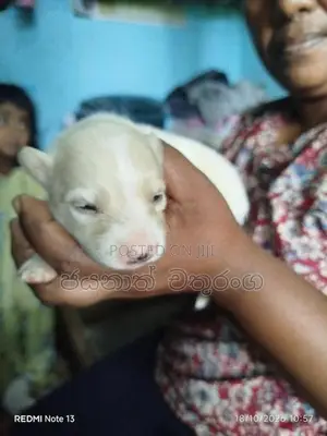 පොමරෙනියන්