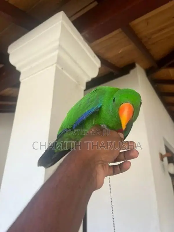 Eclectus Bird