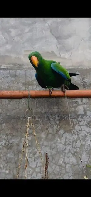 Eclectus Bird