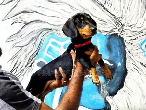 Dashound Puppy