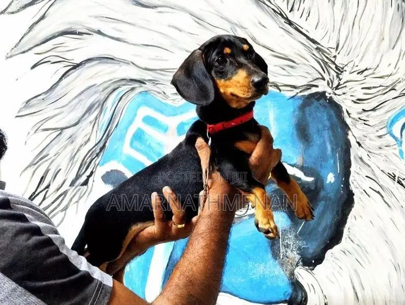 Dashound Puppy