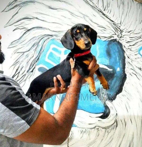 Dashound Puppy