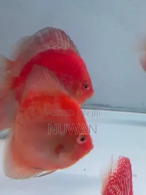 Discus Fish