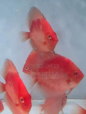 Discus Fish