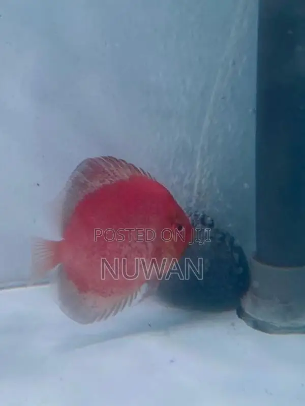 Discus Fish