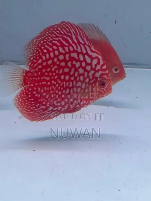 Discus Fish