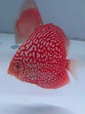 Discus Fish