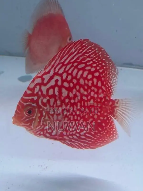 Discus Fish