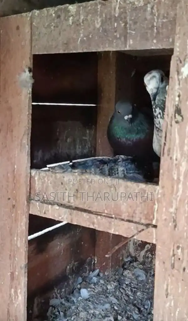 Pigeons