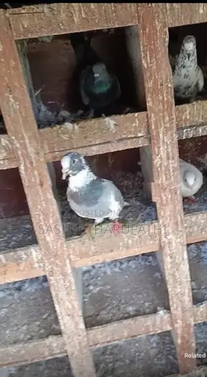 Pigeons