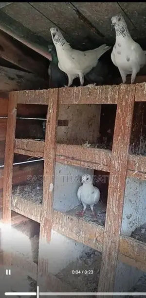Pigeons