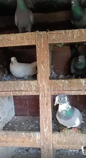 Pigeons