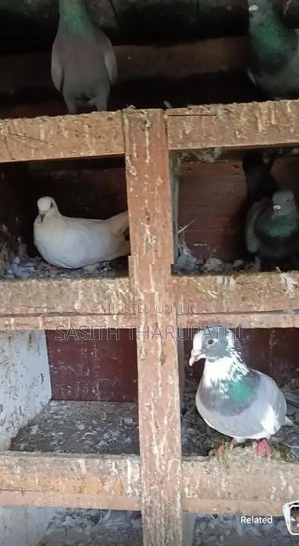 Pigeons