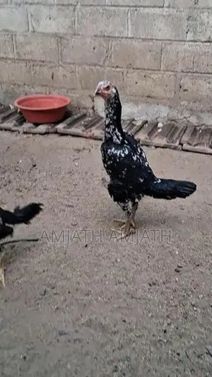 Aseel Rooster