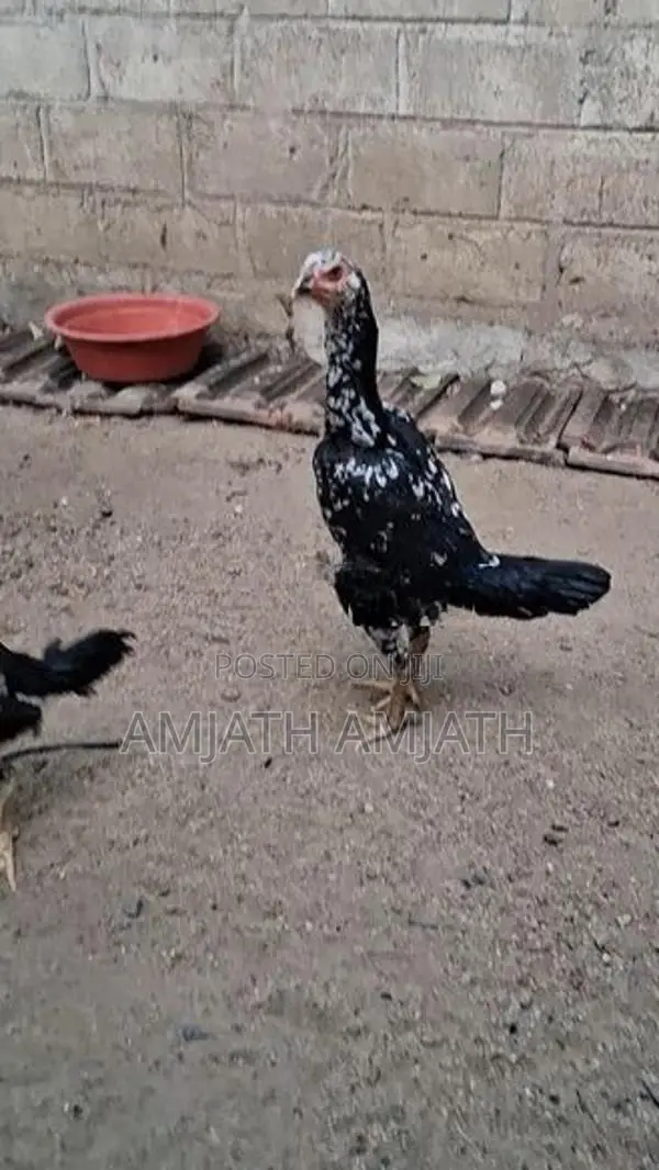 Aseel Rooster