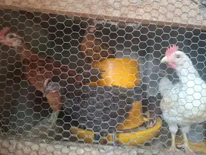 Country Chicks