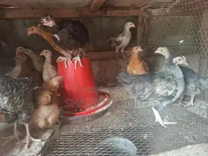 Country Chicks