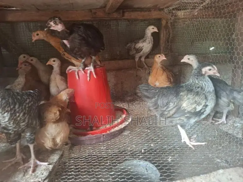 Country Chicks