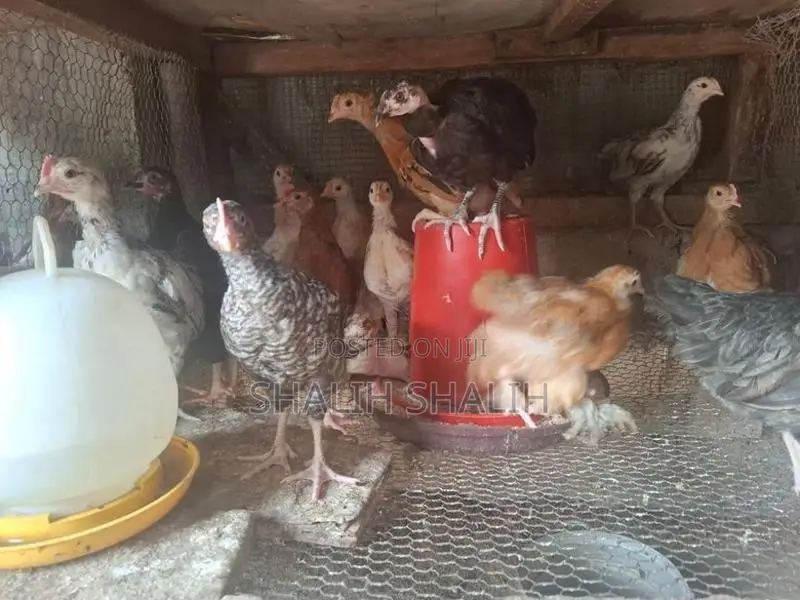 Country Chicks