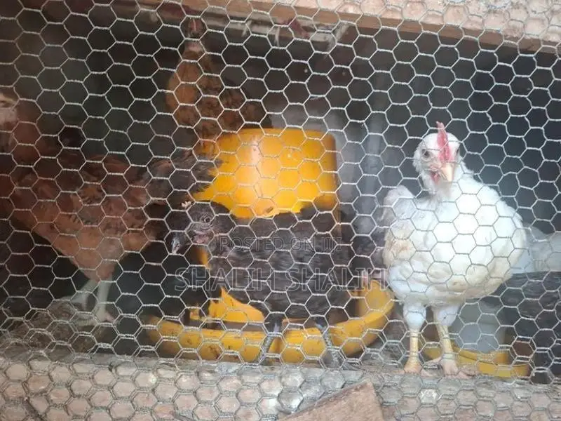 Country Chicks