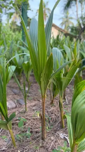 බිම් පොල් පැළ