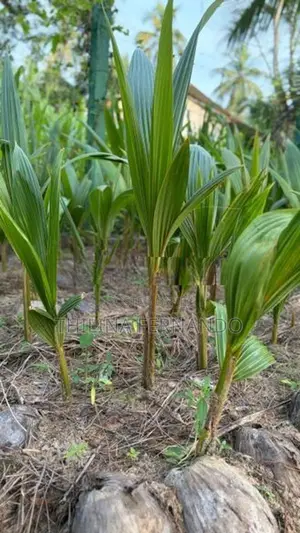 බිම් පොල් පැළ