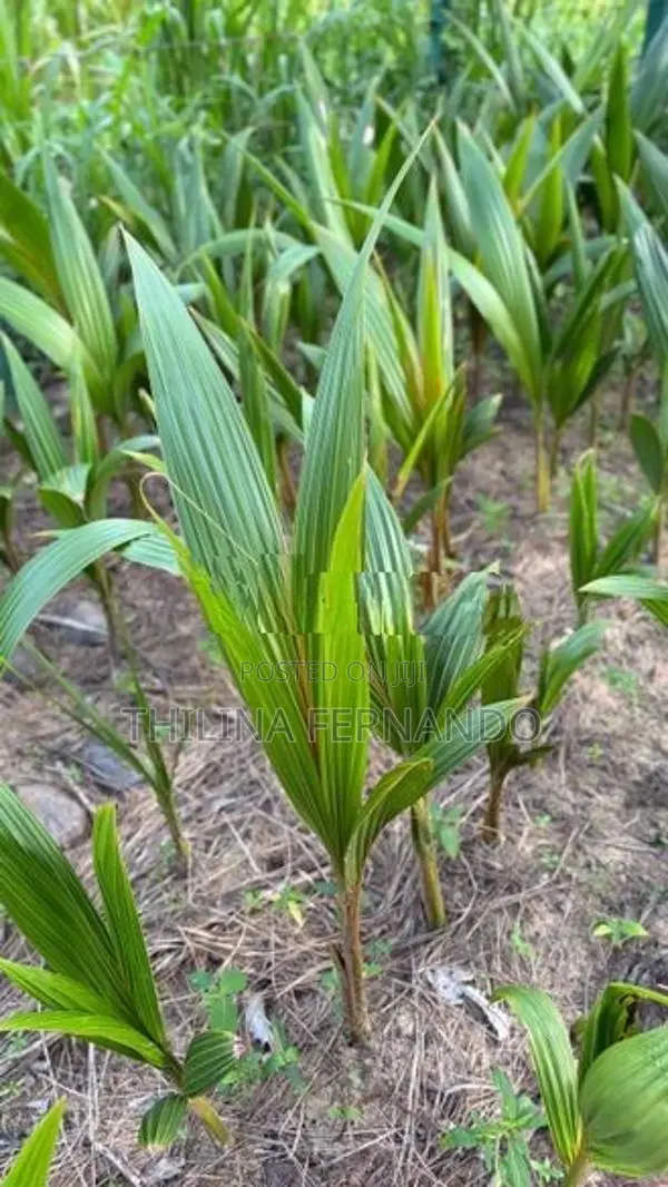 බිම් පොල් පැළ