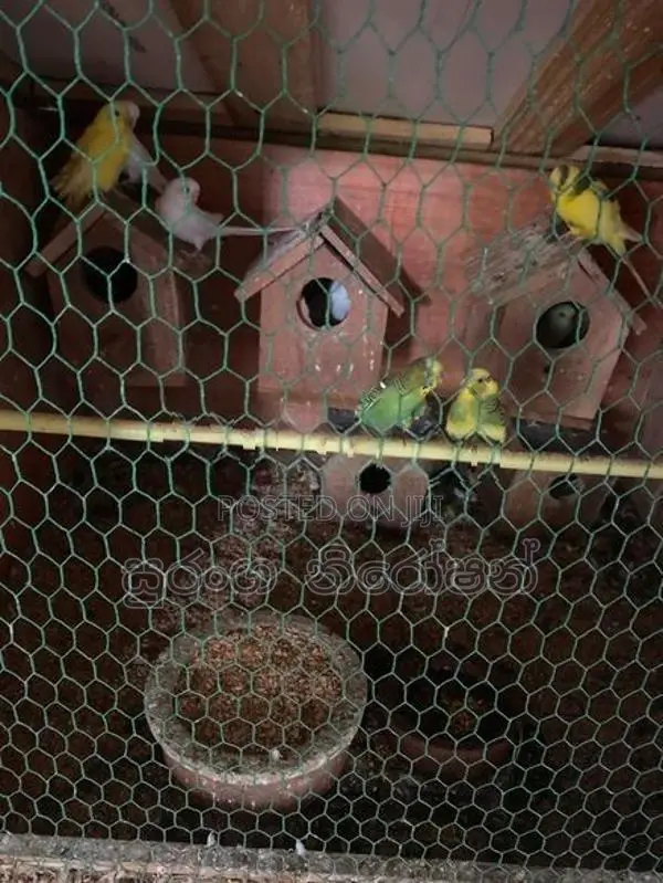 ලව් බර්ට් සතුන් ්