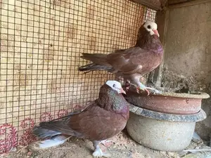 Pigeon