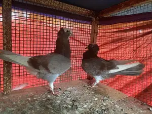 Pigeon