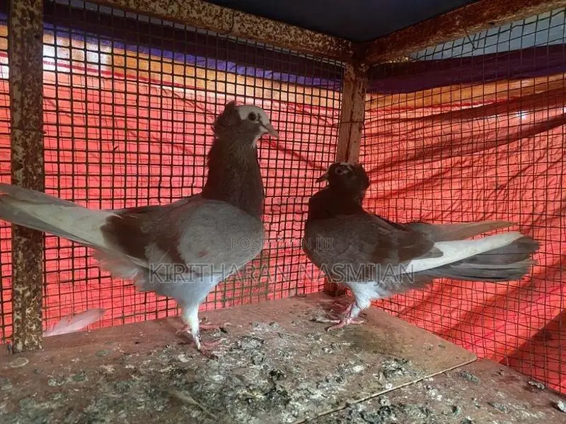 Pigeon