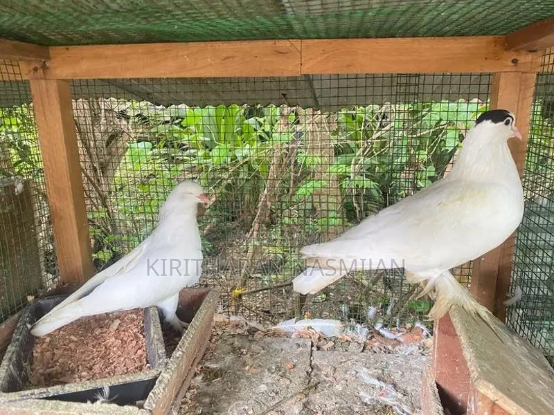 Pigeon